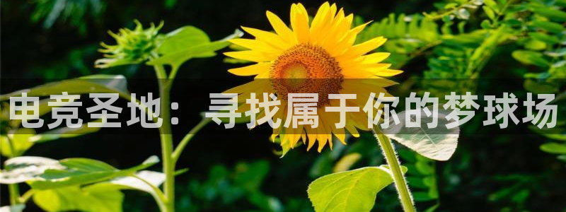 易游电竞cf：电竞圣地：寻找属于你的梦球场